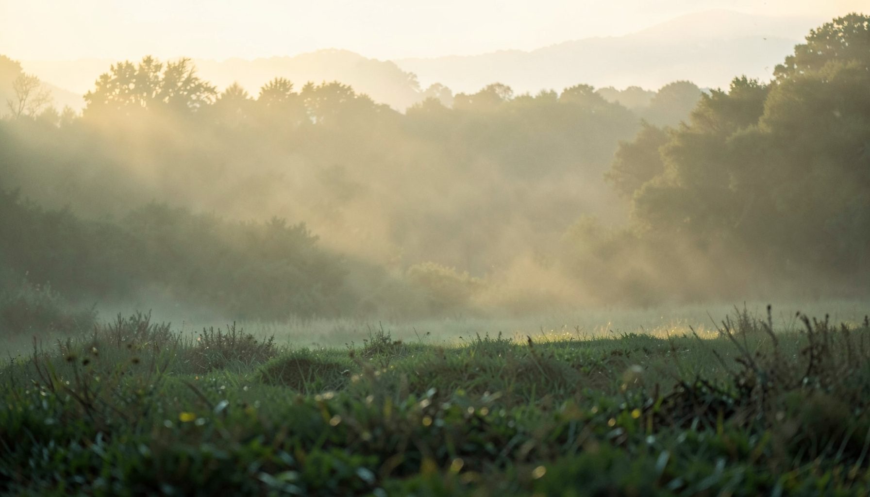 A calm, softly lit natural landscape at dawn with muted greens and warm golden light filtering through mist, evoking quiet reflection and hope